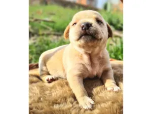 Cachorro raça SRD-ViraLata idade Abaixo de 2 meses nome Bela
