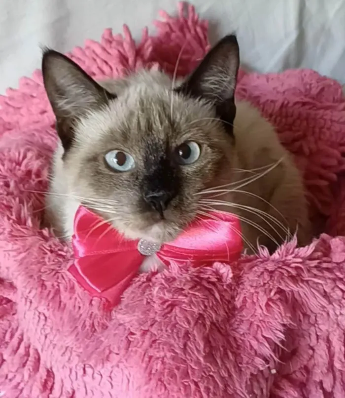 Gato ra a SRD-ViraLata idade 2 a 6 meses nome Bela