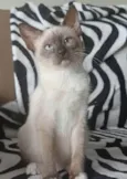 Bela