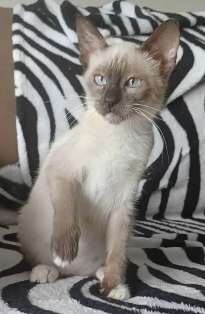 Gato ra a SRD-ViraLata idade 2 a 6 meses nome Bela