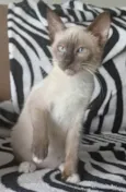 Bela