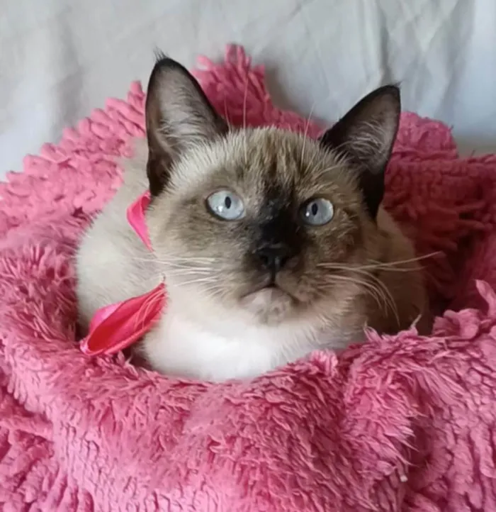 Gato ra a SRD-ViraLata idade 2 a 6 meses nome Bela