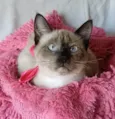 Bela