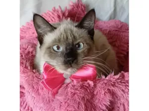 Gato raça SRD-ViraLata idade 2 a 6 meses nome Bela