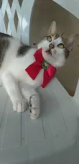 Íris