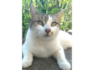 Gato raça SRD-ViraLata idade 2 anos nome Íris 