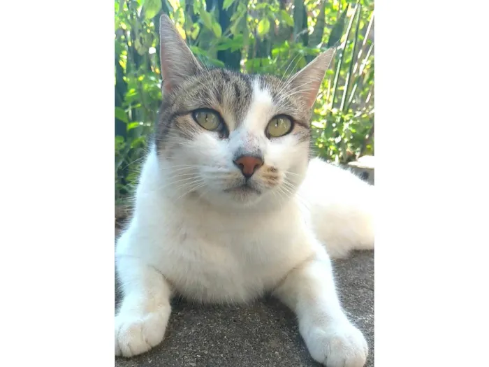 Gato ra a SRD-ViraLata idade 2 anos nome Íris 