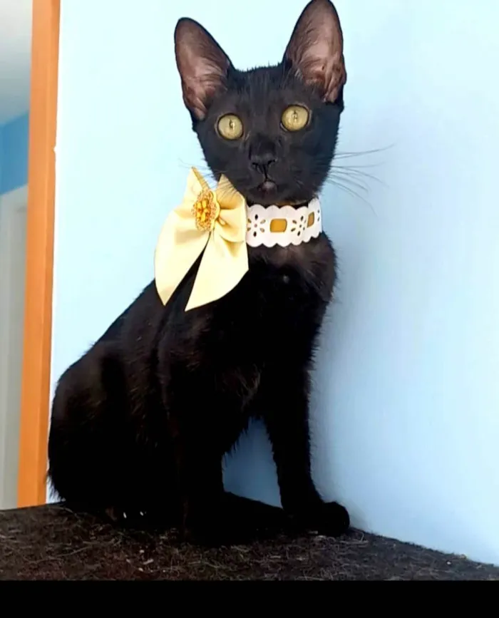 Gato ra a SRD-ViraLata idade 2 a 6 meses nome Minie