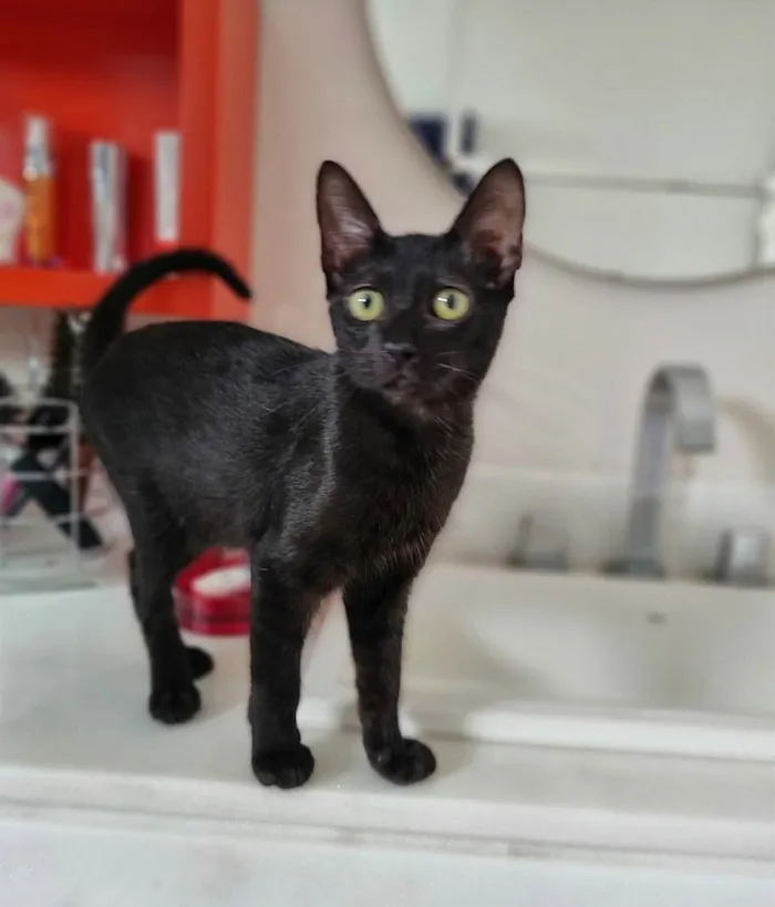 Gato ra a SRD-ViraLata idade 2 a 6 meses nome Minie