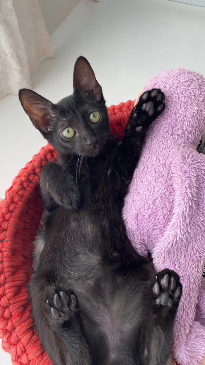 Gato ra a SRD-ViraLata idade 2 a 6 meses nome Minie