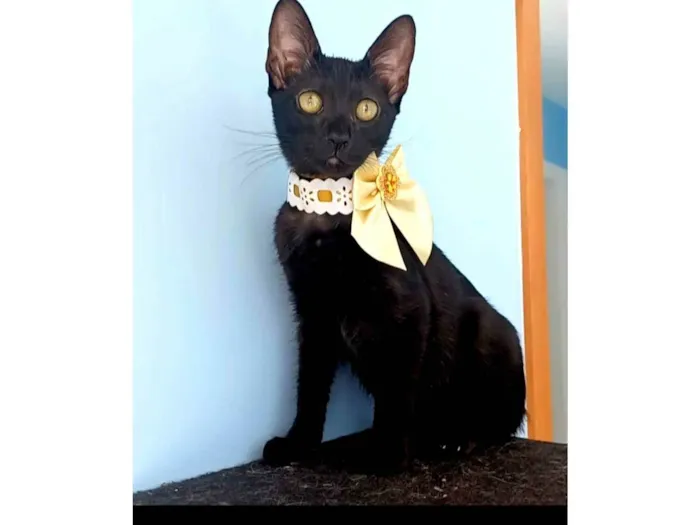 Gato ra a SRD-ViraLata idade 2 a 6 meses nome Minie