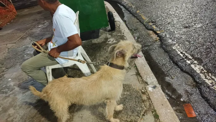 Cachorro ra a Vira lata idade 2 anos nome Likee