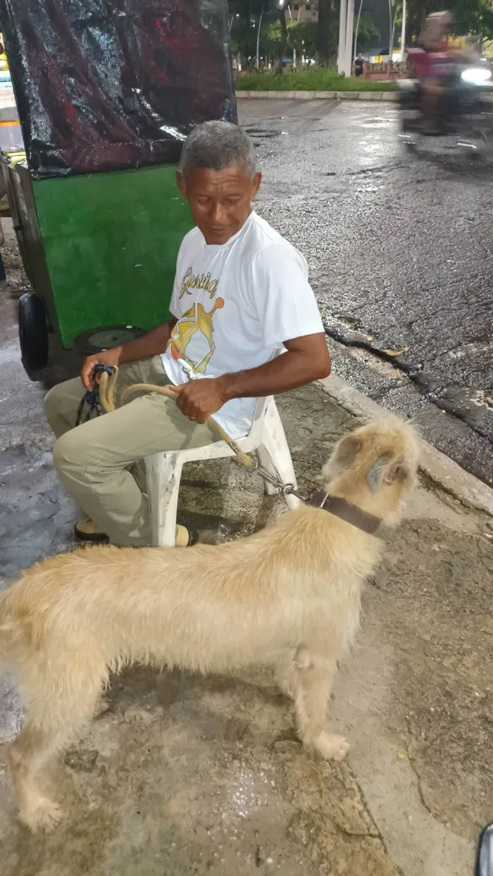 Cachorro ra a Vira lata idade 2 anos nome Likee