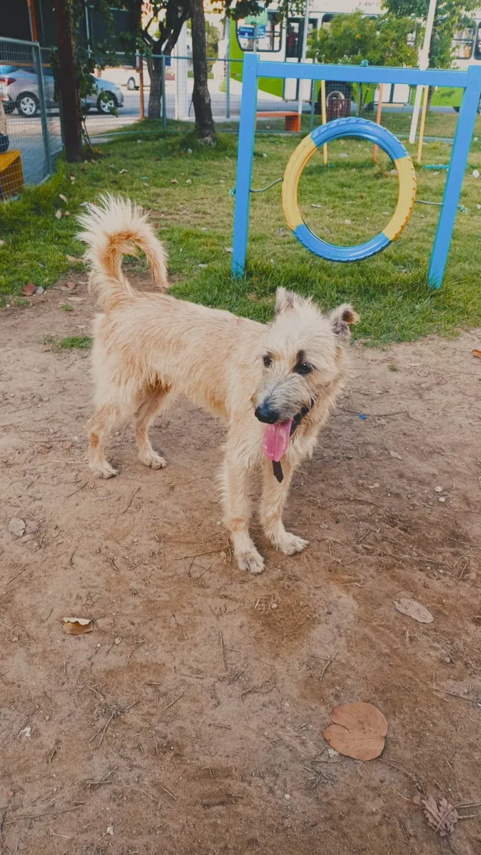 Cachorro ra a Vira lata idade 2 anos nome Likee