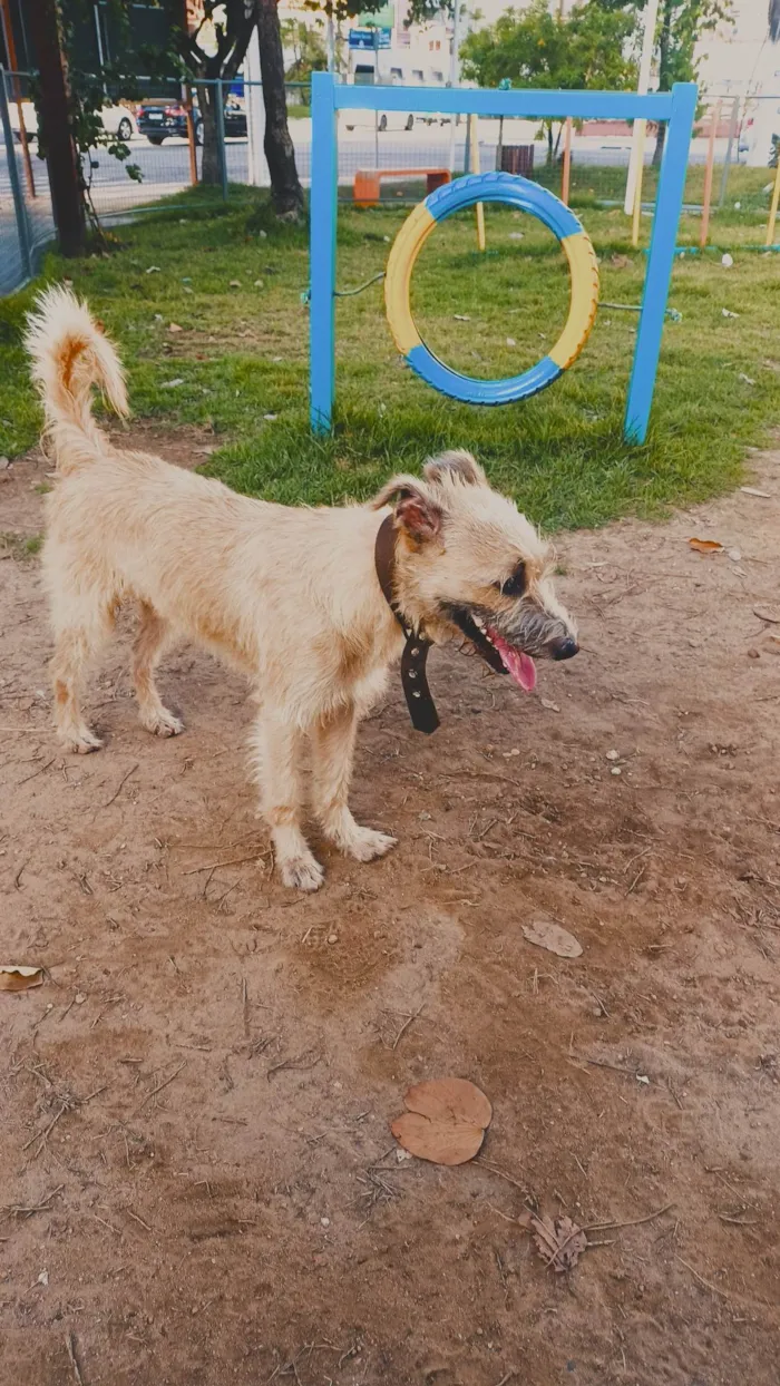 Cachorro ra a Vira lata idade 2 anos nome Likee