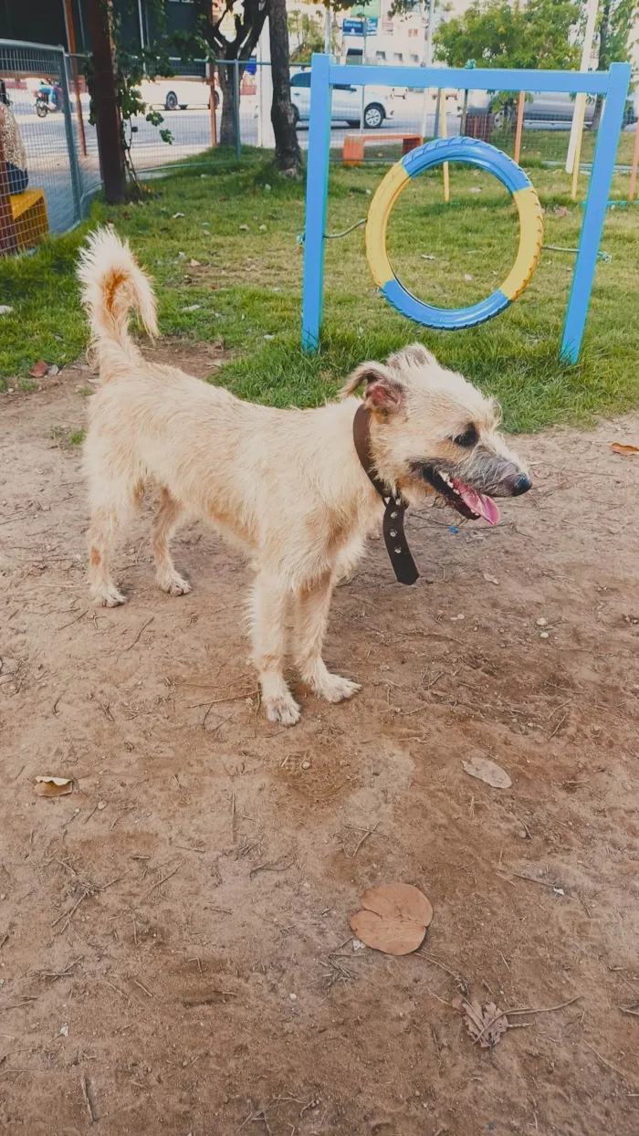 Cachorro ra a Vira lata idade 2 anos nome Likee