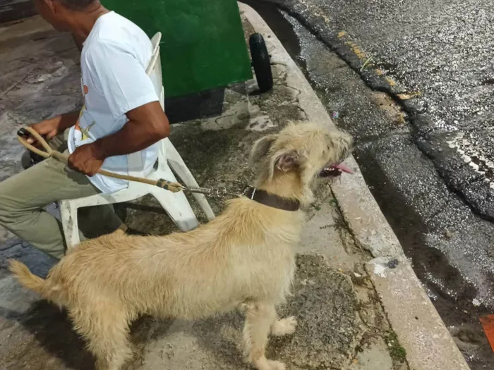 Cachorro ra a Vira lata idade 2 anos nome Likee