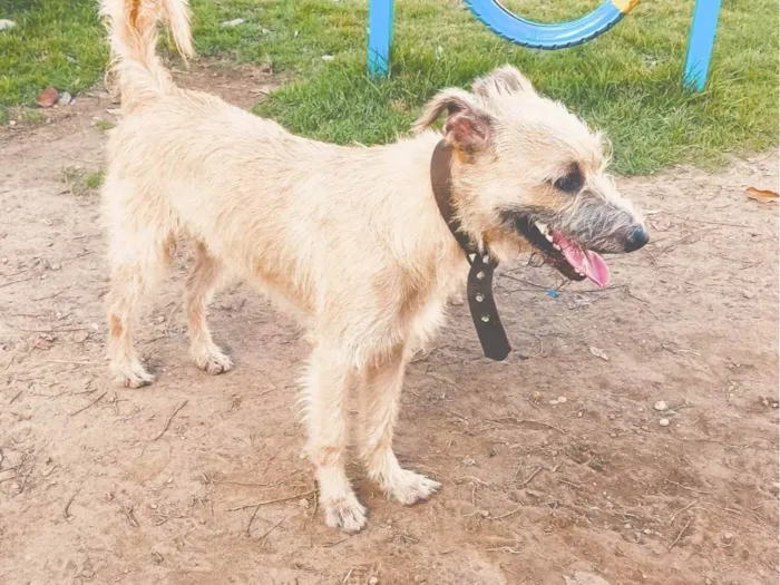 Cachorro ra a Vira lata idade 2 anos nome Likee