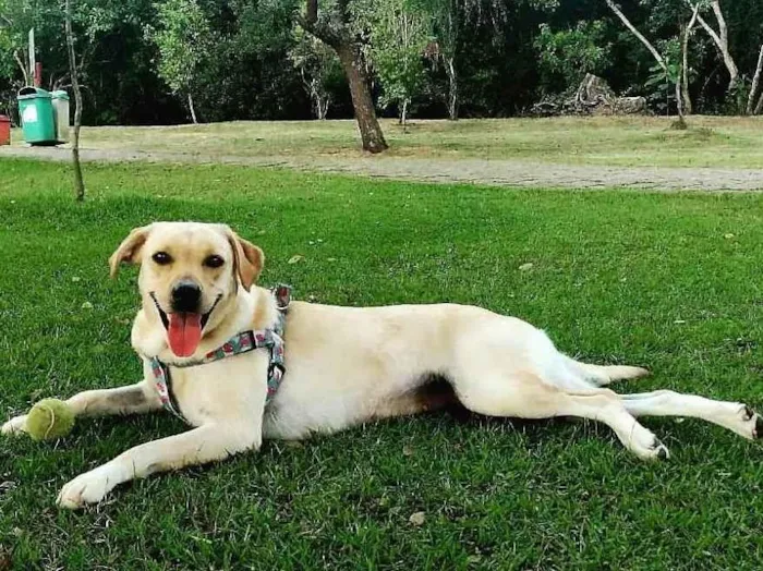 Cachorro ra a Labrador idade 3 anos nome Tekila 