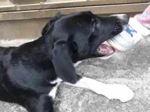 Cachorro raça Mistura de labrador idade Abaixo de 2 meses nome Scubi e pretinha