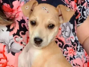 Cachorro raça Srd idade 2 a 6 meses nome Manu