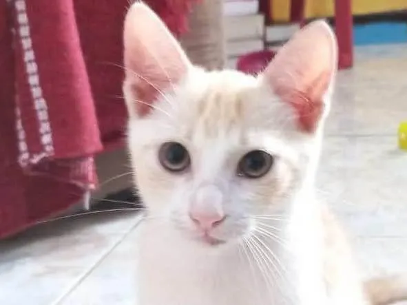 Gato raça SRD idade 2 a 6 meses nome Ken