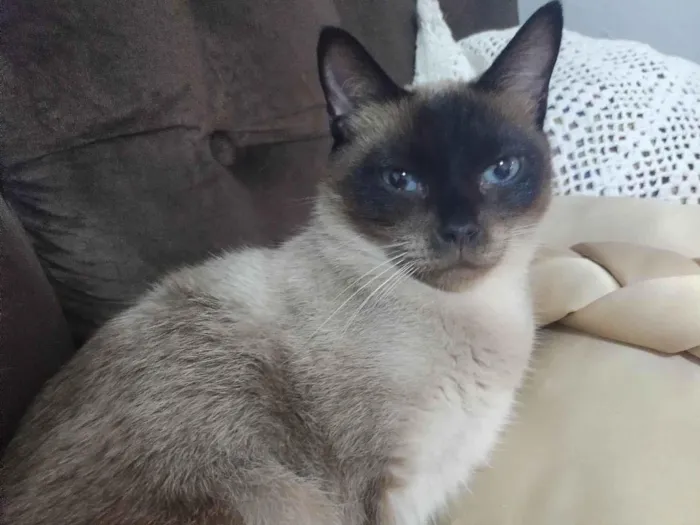 Gato ra a Siamês idade 6 ou mais anos nome Milady