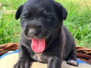 Cachorro raça SRD-ViraLata idade Abaixo de 2 meses nome Nero