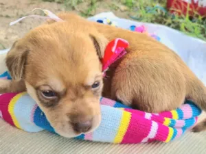Cachorro raça SRD-ViraLata idade Abaixo de 2 meses nome Barbie