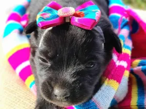 Cachorro raça SRD-ViraLata idade Abaixo de 2 meses nome Susy