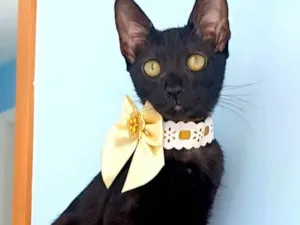 Gato raça SRD-ViraLata idade 2 a 6 meses nome Minie