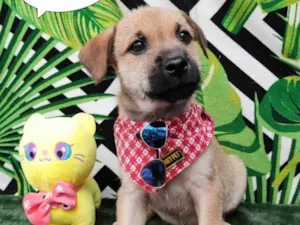 Cachorro raça  idade 2 a 6 meses nome Tom 
