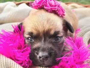 Cachorro raça SRD-ViraLata idade Abaixo de 2 meses nome Penelope