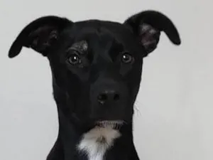 Cachorro raça SRD-ViraLata idade 1 ano nome Mel