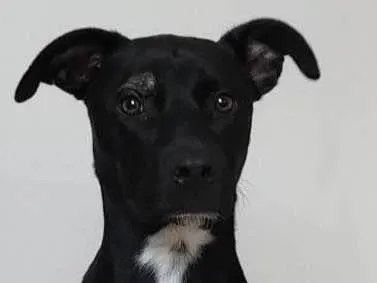 Cachorro ra a SRD-ViraLata idade 1 ano nome Mel