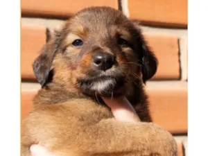 Cachorro raça Mistura entre border collie e salsicha  idade 2 a 6 meses nome Páprica 