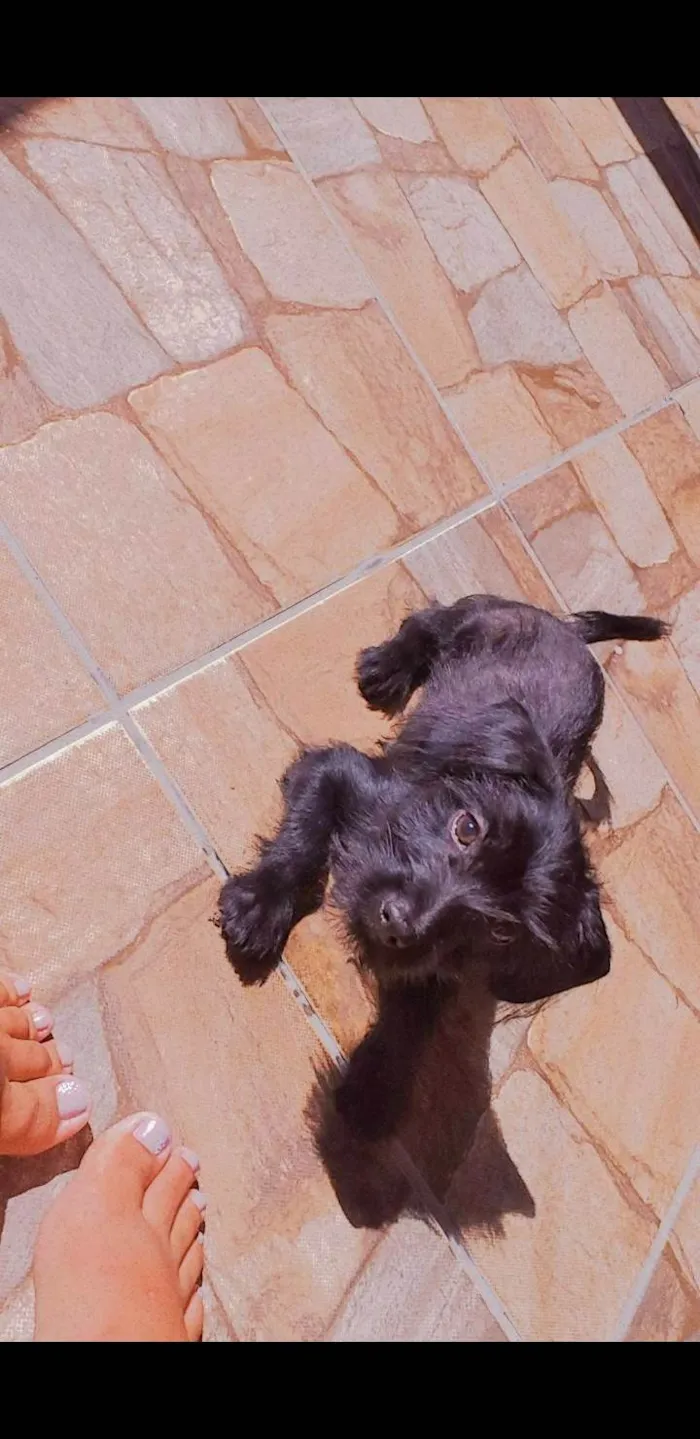 Cachorro ra a SRD-ViraLata idade 2 anos nome Dengoso