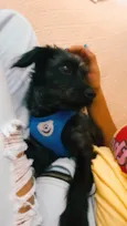 Dengoso