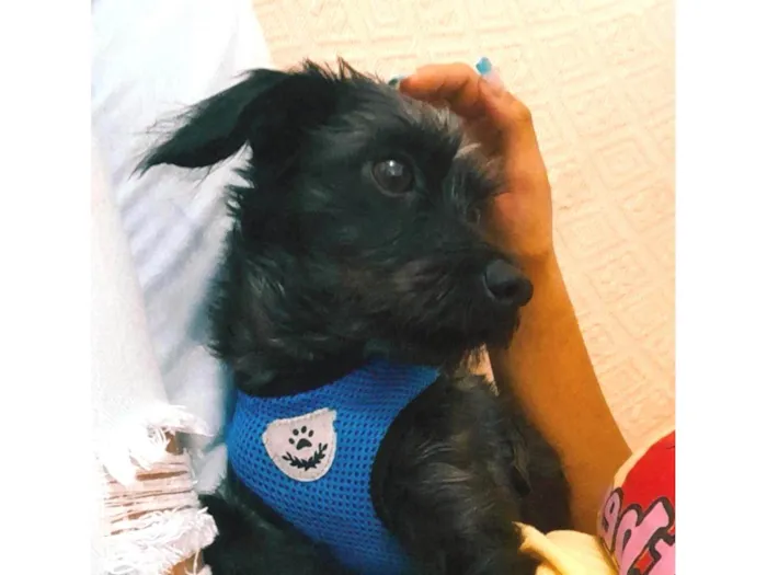 Cachorro ra a SRD-ViraLata idade 2 anos nome Dengoso