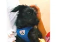 Dengoso