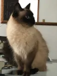 Pepe
