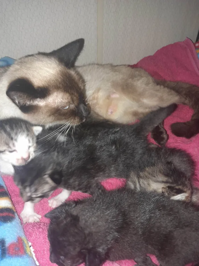 Gato ra a SRD-ViraLata idade Abaixo de 2 meses nome Gatos variados filhotes