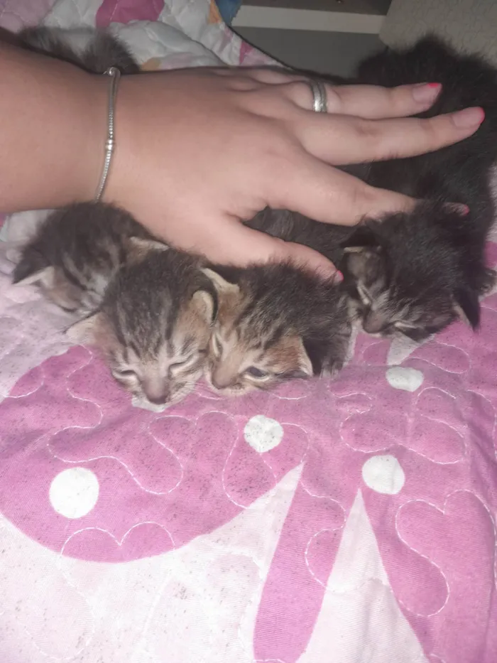 Gato ra a SRD-ViraLata idade Abaixo de 2 meses nome Gatos variados filhotes