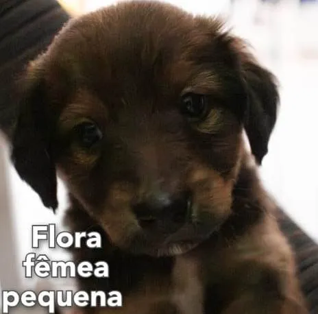 Cachorro ra a Mistura entre border collie e salsicha  idade 2 a 6 meses nome Flora