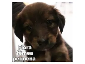 Cachorro raça Mistura entre border collie e salsicha  idade 2 a 6 meses nome Flora