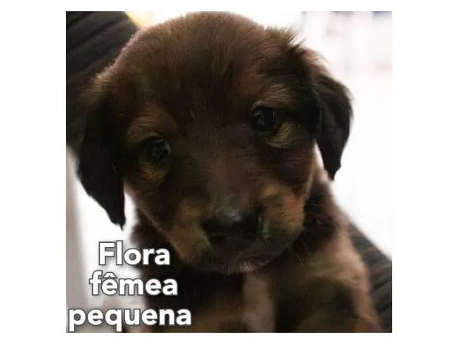 Cachorro ra a Mistura entre border collie e salsicha  idade 2 a 6 meses nome Flora