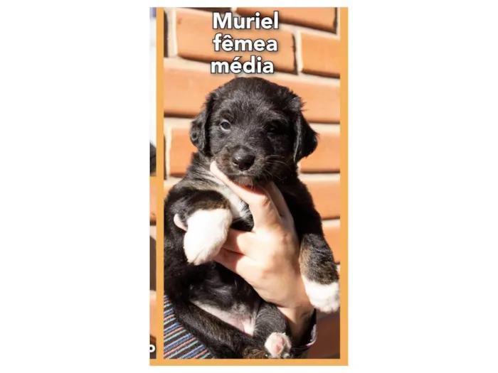 Cachorro ra a Mistura entre border collie e salsicha  idade 2 a 6 meses nome Muriel 