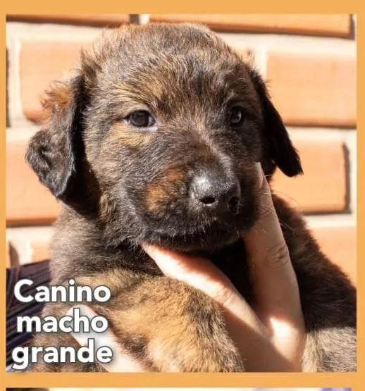 Cachorro ra a Mistura entre border collie e salsicha  idade 2 a 6 meses nome Canino