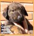 Canino
