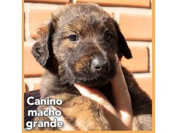 Cachorro ra a Mistura entre border collie e salsicha  idade 2 a 6 meses nome Canino